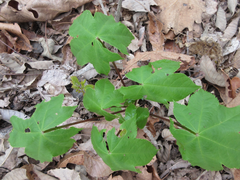 Kalopanax septemlobus