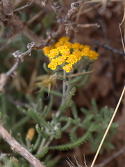 Achillea cretica