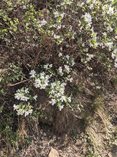 Largeflower deutzia (Deutzia grandiflora)