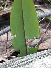 Cryptostylis