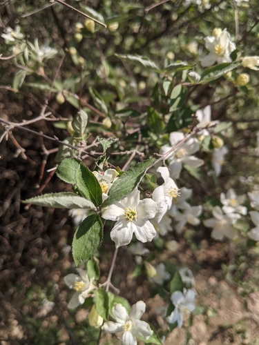 Deutzia grandiflora, photograph 5