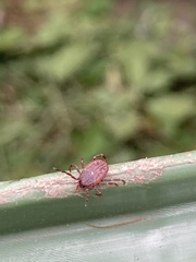 Amblyomma triguttatum