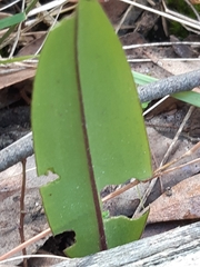 Cryptostylis