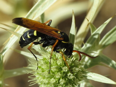 Parabatozonus lacerticida