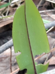 Cryptostylis