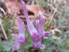 Corydalis incisa