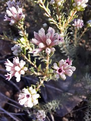 Phylica lachneaeoides