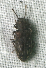 Ulodidae