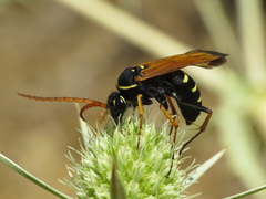 Parabatozonus lacerticida