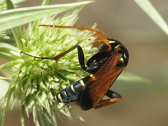 Parabatozonus lacerticida