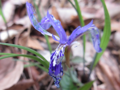 Iris rossii