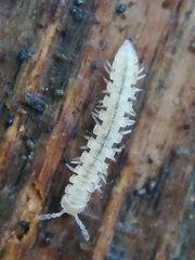 Brachydesmus superus