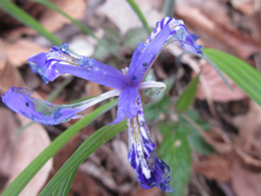 Iris rossii