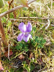 Viola riviniana