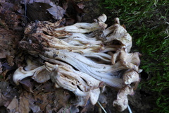 Lentinellus cochleatus
