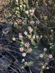 Phylica lachneaeoides