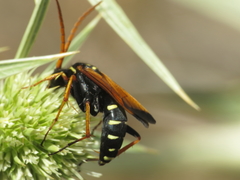 Parabatozonus lacerticida