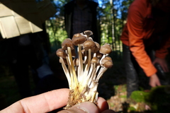 Mycena tintinnabulum