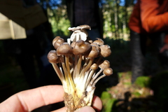 Mycena tintinnabulum