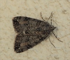 Pseudocoremia suavis