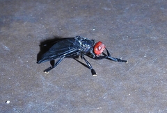Bromophila caffra