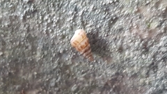 Cochlostoma septemspirale