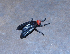 Bromophila caffra