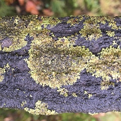 Montanelia sorediata