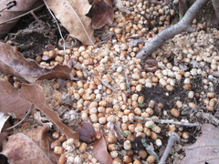 Zeuzera multistrigata