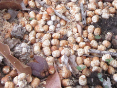 Zeuzera multistrigata