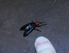 Bromophila caffra