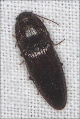 Hapatesus hirtus
