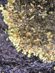 Montanelia sorediata