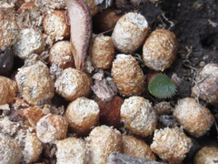 Zeuzera multistrigata