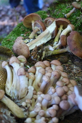 Armillaria cepistipes