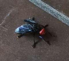 Bromophila caffra