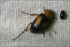 Phyllotocus bimaculatus