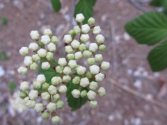 Viburnum erosum