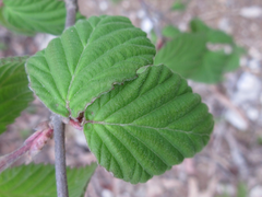 Viburnum erosum
