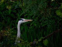 Ardea cinerea