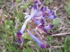 Corydalis incisa