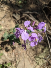 Orychophragmus violaceus