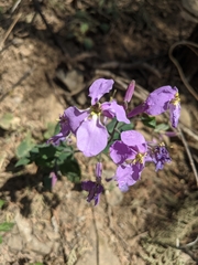 Orychophragmus violaceus
