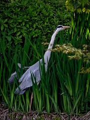 Ardea cinerea