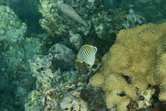 Chaetodon pelewensis