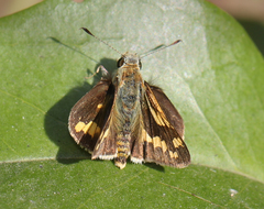 Potanthus pseudomaesa