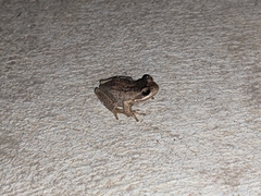 Litoria paraewingi