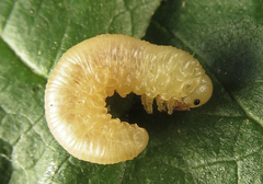 Eutomostethus gagathinus