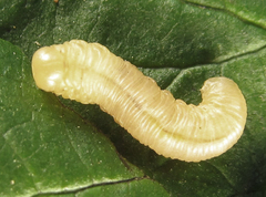 Eutomostethus gagathinus