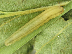 Eutomostethus gagathinus